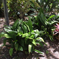 aspidistra