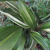 aspidistra