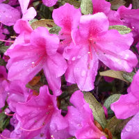 azalea_magnifica