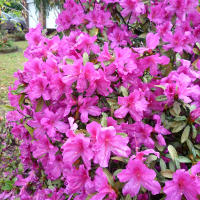 azalea_magnifica