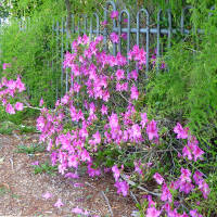 azalea_magnifica