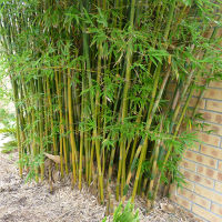 bamboo_clumping