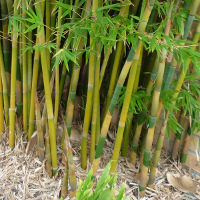 bamboo_clumping