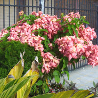 Mussaenda, probably cultivar Doña Luz