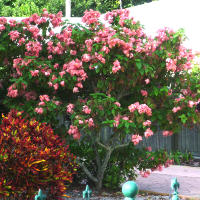 Mussaenda, probably cultivar Doña Luz