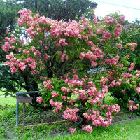 Mussaenda, probably cultivar Doña Luz