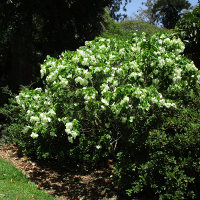 white Mussaenda