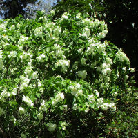 white Mussaenda