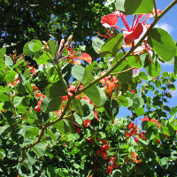 Bauhinia galpinii