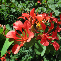 Bauhinia galpinii