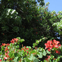 Bauhinia galpinii