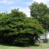 Bauhinia galpinii