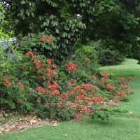 Bauhinia galpinii