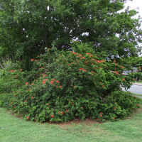 Bauhinia galpinii