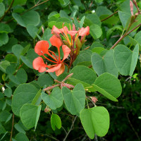 Bauhinia galpinii