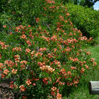 Bauhinia galpinii