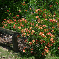 Bauhinia galpinii