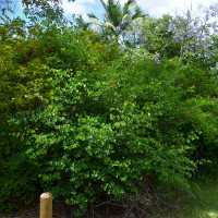 Bauhinia galpinii