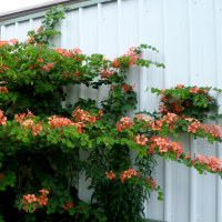 Bauhinia galpinii