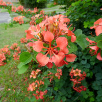 Bauhinia galpinii