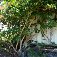 Bauhinia galpinii