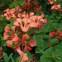 Bauhinia galpinii