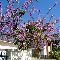 bauhinia