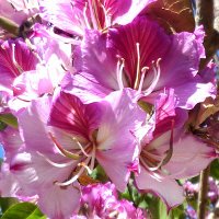 bauhinia