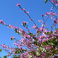 bauhinia