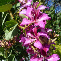 Bauhinia x blakeana