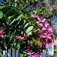 Bauhinia x blakeana