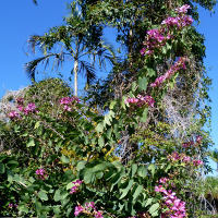 Bauhinia x blakeana