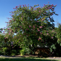 Bauhinia x blakeana