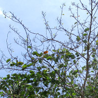 Bauhinia x blakeana