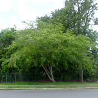 Lysiphyllum hookeri