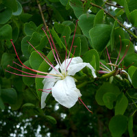 Lysiphyllum hookeri