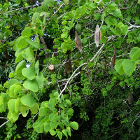 Lysiphyllum hookeri