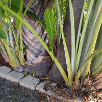 Ravenala madagascariensis Traveller's Palm