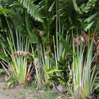 Ravenala madagascariensis Traveller's Palm