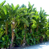 Strelitzia nicolai