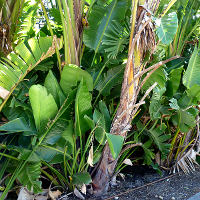 Strelitzia nicolai