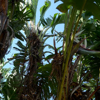 Strelitzia nicolai