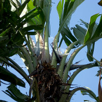 Strelitzia nicolai