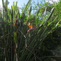 probably Strelitzia parvifolia