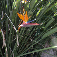 probably Strelitzia parvifolia