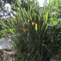 probably Strelitzia parvifolia