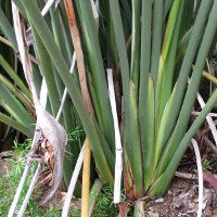 probably Strelitzia parvifolia