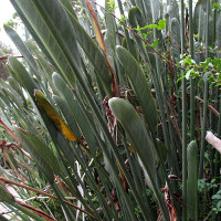 probably Strelitzia parvifolia
