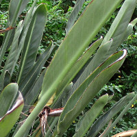 probably Strelitzia parvifolia