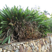 Common bird of paradise Strelitzia reginae